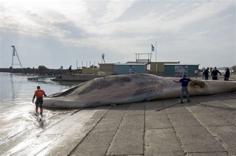 Can rorqual dock at npc stations? Méditerranée : Un rorqual de 25 tonnes repêché à Agde ...