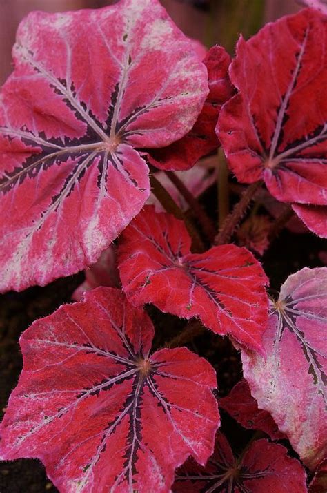 Begonia Rex Venetian Red 2 Flickr Photo Sharing Perennial