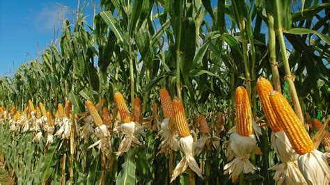 Download the crypto news app and get world news about crypto and blockchain technology from various sources: HOW TO START MAIZE FARMING IN NIGERIA - New Kingdom Trumpet