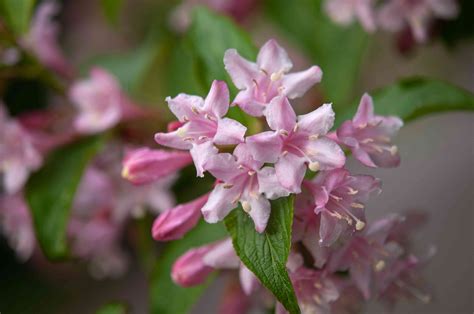 Weigela Bush Plant Care And Growing Guide
