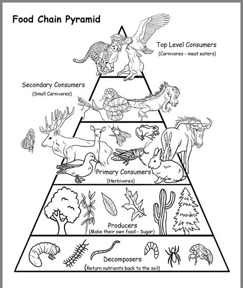 Food Chain Food Web And Energy Pyramid Worksheet
