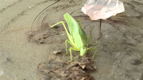 Microcentrum Green Leaf Bug Maui Eating Offerings Dreamtyme Films