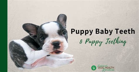 At about one month of age, puppies have 28 baby. Puppy Baby Teeth | Puppy Retained Deciduous Teeth