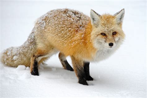 Wallpaper Red Fox Mammal Wildlife Fauna Fur Kit Fox Snout Snow