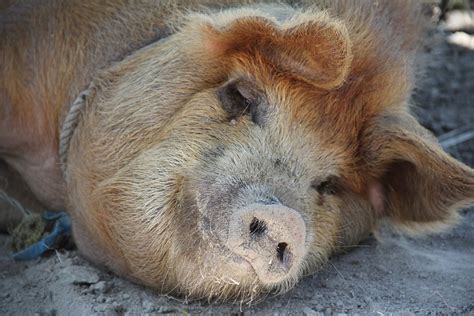 Free Photo Pig Sleep Happy Pig Farm Free Image On Pixabay 1028845