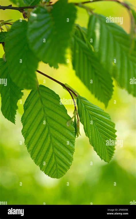 European Hornbeam Carpinus Betulus Leaf Stock Photo Alamy