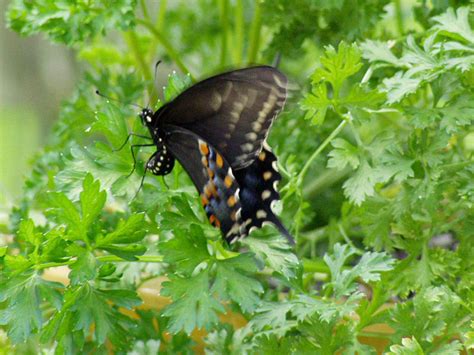Butterfly Laying Eggs On Parsley