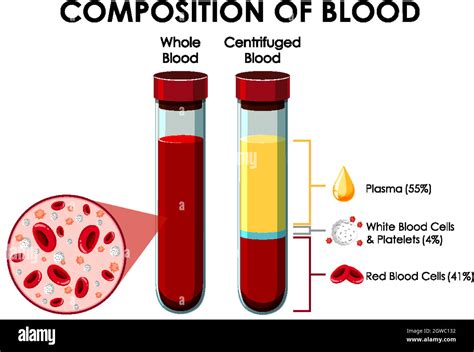 Diagrama Que Muestra La Composición De La Sangre Imagen Vector De Stock