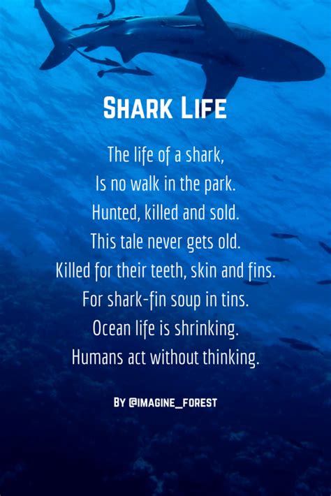 给孩子读的16鲨鱼诗想象森林万博网网投首选 Manbetx官网官方网站manbetx30网页版