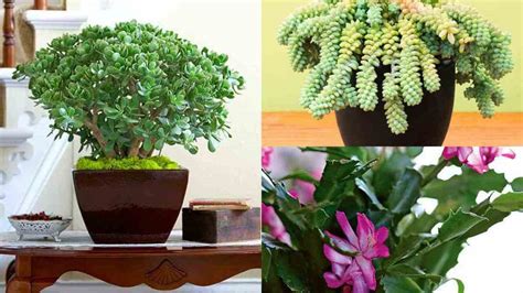Si vedrà come svasare una pianta appena comprata, lavarla, preparare la composta. 8 piante grasse molto decorative e ideali per la ...