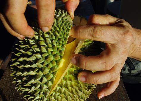 Pesta sukan lumpur dapat sambutan. Cool Culinary Adventures with Durian Now | BeautifulNow