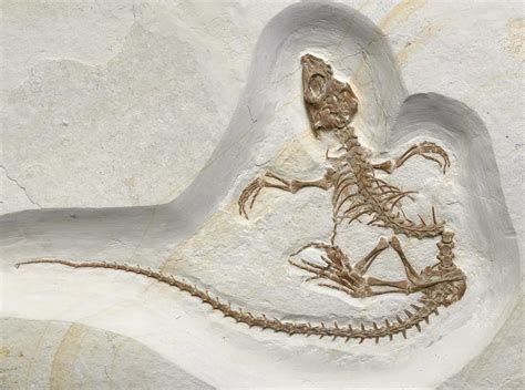 Fossil Shows Transition From Life On Land To Life In The Sea