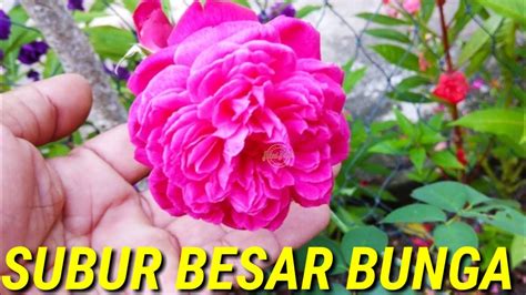 Cara Merawat Bunga Mawar Agar Subur Dan Rajin Berbunga Youtube
