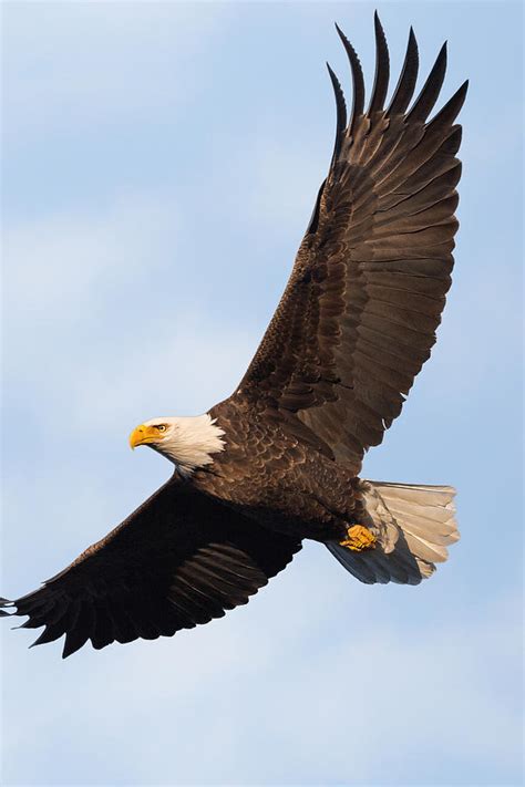 Eagle Gallery Pictures Of Eagles Soaring