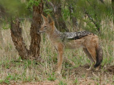 Picture 6 of 8 - Jackal (Canis Aureus) Pictures & Images - Animals - A