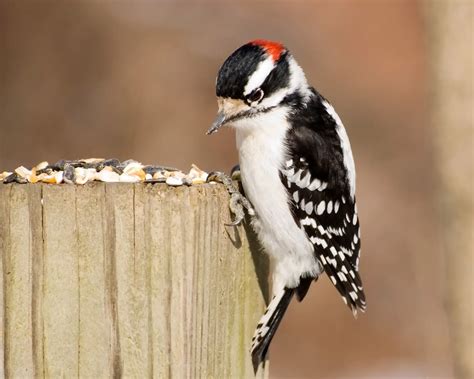 10 Types Of Woodpeckers In Ohio With Pictures 2022 2022