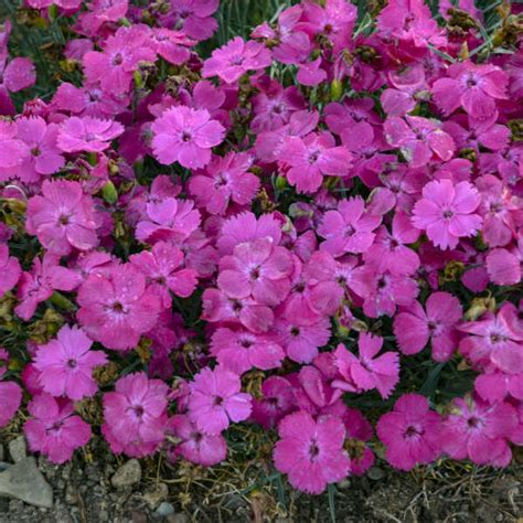 Dianthus Pinky Promise Ppaf Perennial Resource