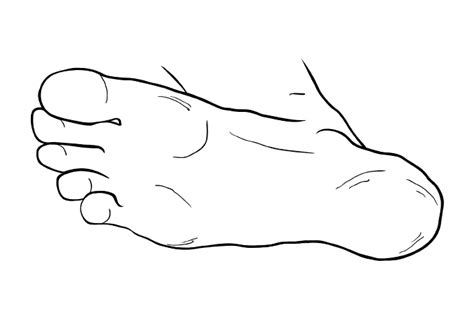 How To Draw Feet For Beginners Adobe