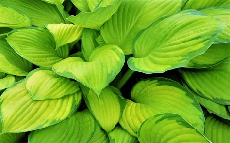 Buy Stained Glass Hosta Lily Free Shipping 1 Gallon Size Plants For