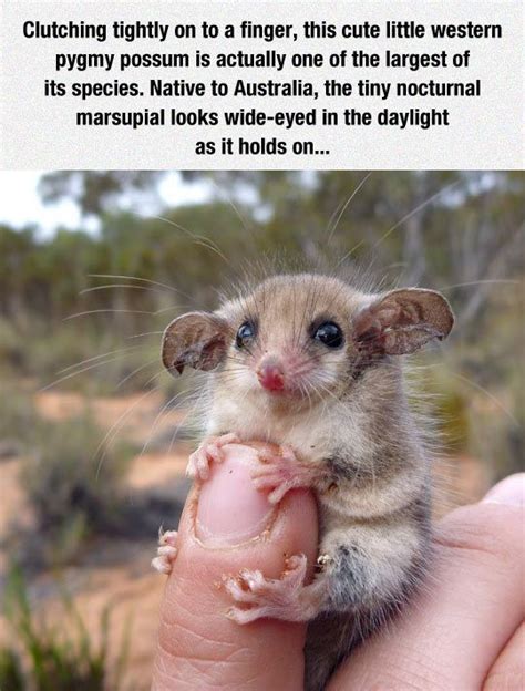 229 Best E Azvm Marsupialia Australian Native Marsupials Images On