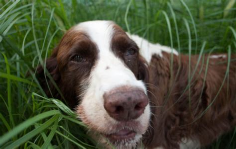 The main symptom of diarrhea is passing loose, watery stools three or more times a day. Can a rabies dog vaccine cause diarrhea and vomiting?