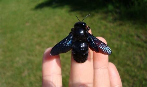 Trend Huge Black Flying Bug That Appears To Be Like Like A Bee