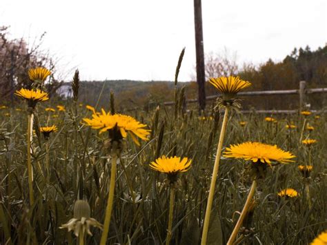When you visit the dental care center of south kc, you can expect to receive excellent dental care in a friendly and. Worst Weeds in Kansas City (and How to Get Rid of Them ...