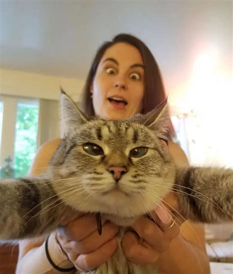 See What Happens When You Try To Take A Selfie With A Cat 12 Pictures