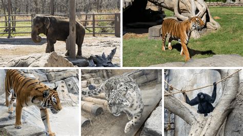 Tulsa Zoos Instagram Twitter And Facebook On Idcrawl