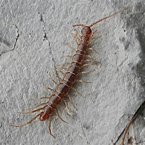 Centipede Bugguidenet