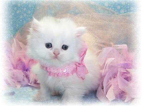 One chapter of the book of the cat is entitled: persian kitten - Wallpapers Free
