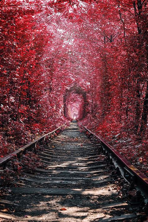 Heres Why The Tunnel Of Love In The Ukraine Is A Must Vist Worldatlas