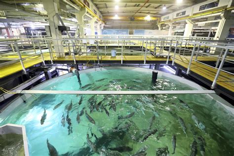 Indoor Fish Farm Brings The Freshwater Lakes Of Scotland To Dubai
