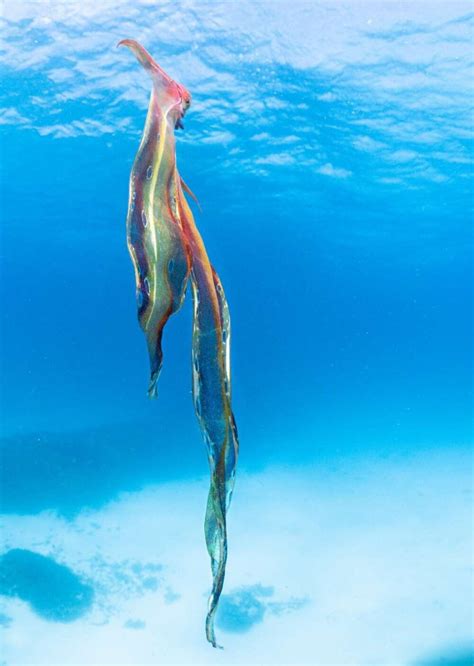 9 Breathtaking Blanket Octopus Facts Fact Animal