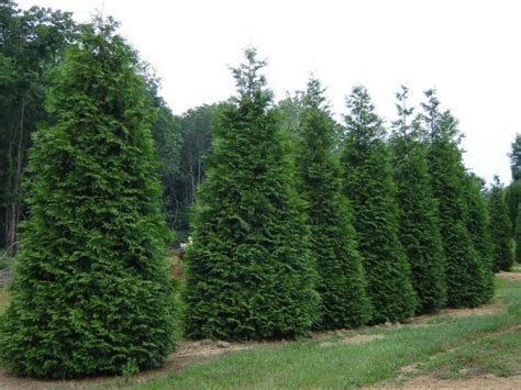 Green Giant Arborvitae 5 Container Grimms Gardens