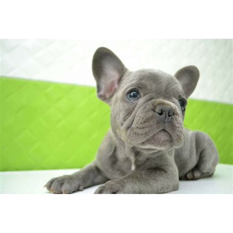 Now to give more background on akc colors that are acceptable. French bulldog Rare blue color! NY 8.7 - Kittens & Puppies