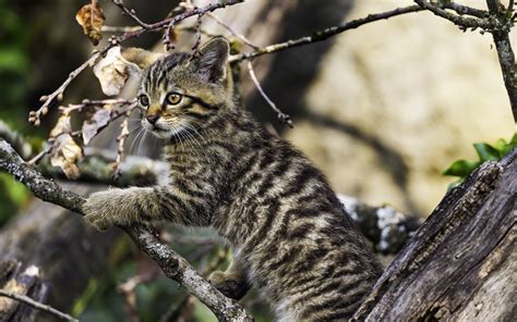 Download Wallpaper 3840x2400 Kitten Tree Branch Pet Cute 4k Ultra