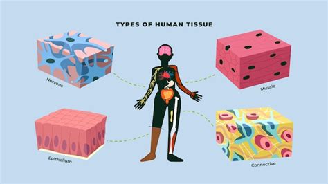 Premium Vector Types Of Human Tissue