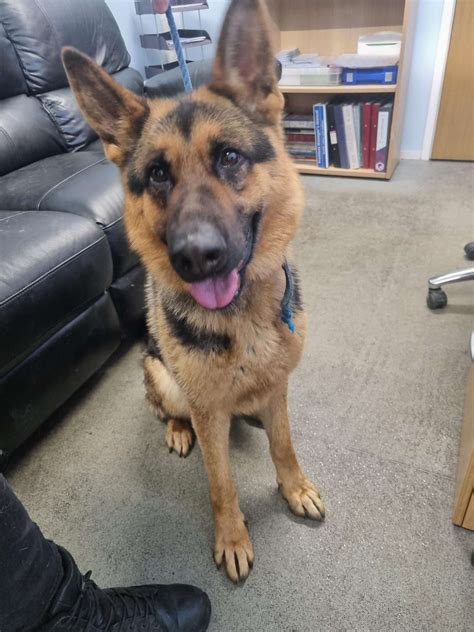 Gracie 2 Year Old Female German Shepherd Dog Available For Adoption