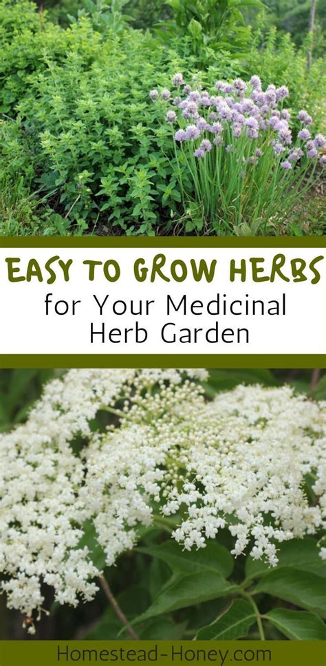 Easy To Grow Herbs For Your Homestead Medicinal Herb Garden Medicinal