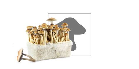 Wat Zijn De Verschillen Tussen Ayahuasca En Magic Mushrooms Paddo S Zamnesia