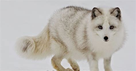 Arctic Fox Wild Life World