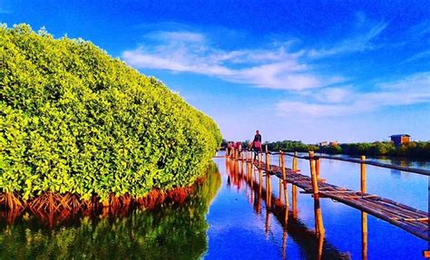 Hutan wisata mangrove surabaya merupakan wisata yang menggabungkan wisata rekreasi dan edukasi. 10 Tempat Wisata Terbaik di Kulon Progo yang Lagi Hits 2020