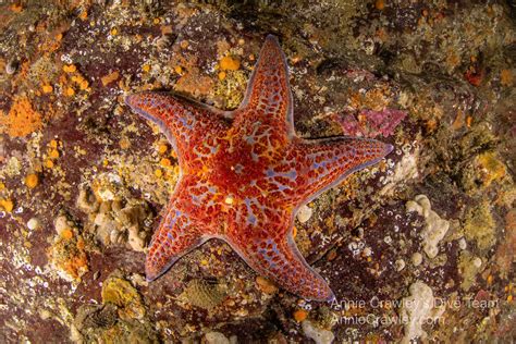 Sea Stars—starfish—pnw Ocean Life—species Identification — Edmonds