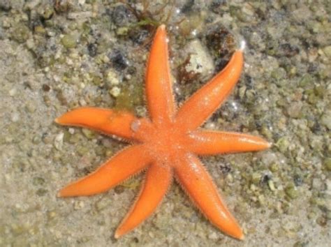 Seven Arm Starfish Information And Picture Sea Animals