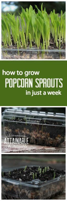 Growing Organic Popcorn Microgreens Is Easy And Youll Have Ready To