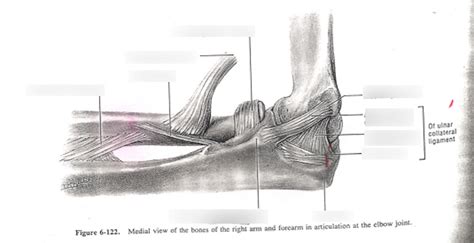 Elbow Joint Ligaments Diagram Diagram Quizlet