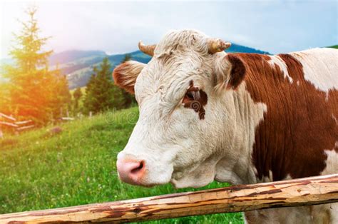 Cow Close Up Of A Fence In A Mountain Meadow Stock Image Image Of