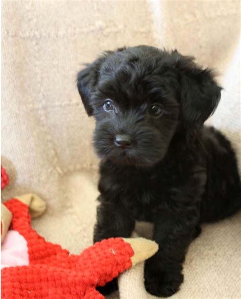 45 Black Maltese Poodle Puppy L2sanpiero