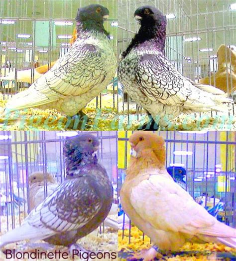 Fancy Pigeons For Sale All Pigeon Breeds Available Pigeons For Sale